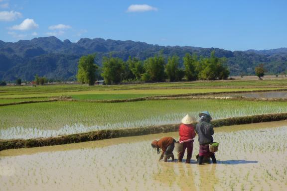 Découverte du travail dans les rizières de la région de Khammouane