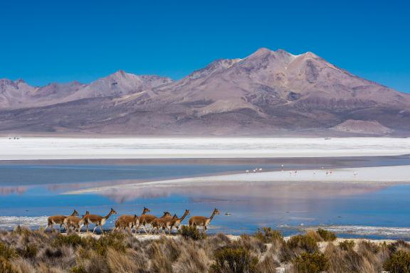 Vigognes et flamands roses dans le salar de Surire, région de Parinacota au Chili