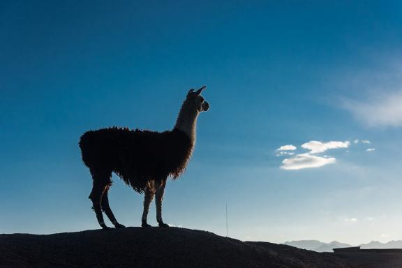 Un Lama dans la région de Parinacota dans le désert d’Atacama au Chili