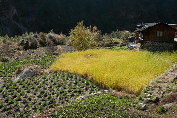 Village de Monjo dans la région de l’Everest au Népal