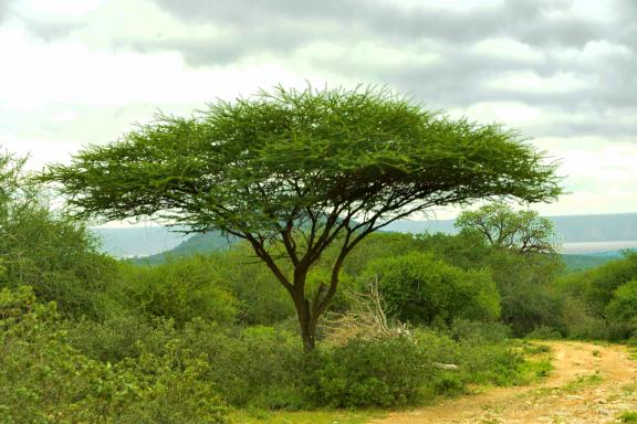 Randonnée et flore au Kenya