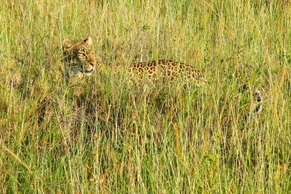 Voyage et safari avec un jaguar au Kenya
