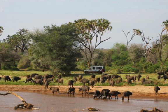 Trekking et troupeaux de buffles à Masaï Mara