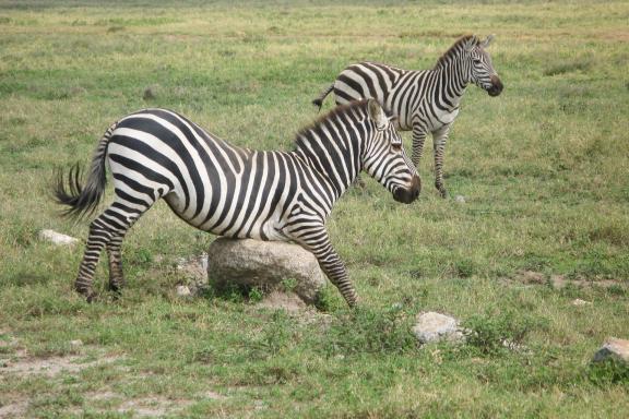 Voyage safari et zèbres au Kenya