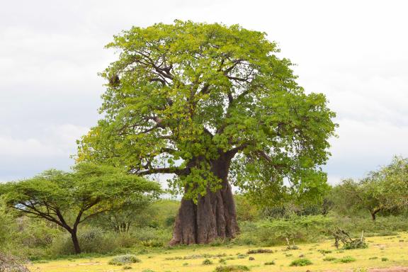 Randonnée et flore du Kenya