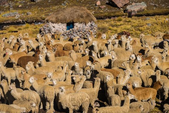 Lamas et Alpagas au pied du Jarihunanaco pendant le trek de l’Ausangate au Pérou