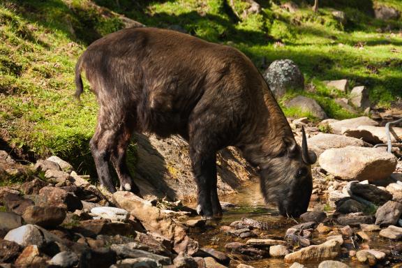 Takin dans la réserve de Takin de Motithang à Timphu au Bhoutan