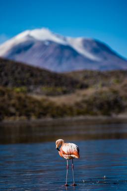 Flamand rose devant le lac Chungara et vue sur le Parinacota (6 300 m) dans le désert d’Atacama au Chili