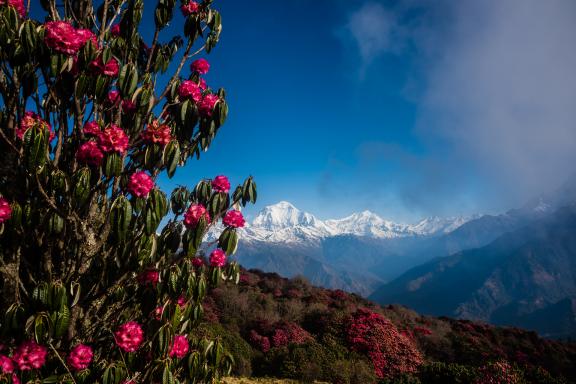 Le Dhaulagiri à 8160 m et le Tukuche peak depuis Poon Hill au Népal
