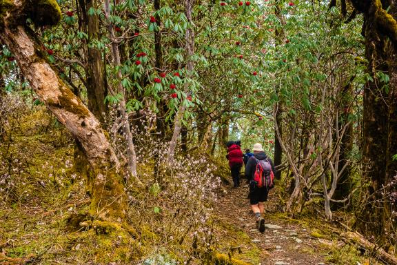 Forêt de rhododendrons dans la région des Annapurnas au Népal