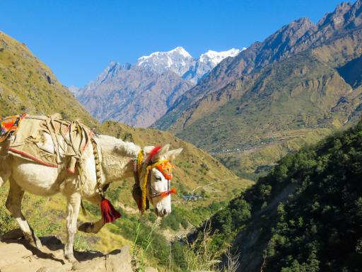 Trek dans la vallée de la Tsum dans la région du Manaslu au Népal