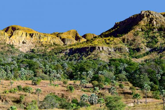 Exploration d'une palmeraie bordant une rivière du Makay