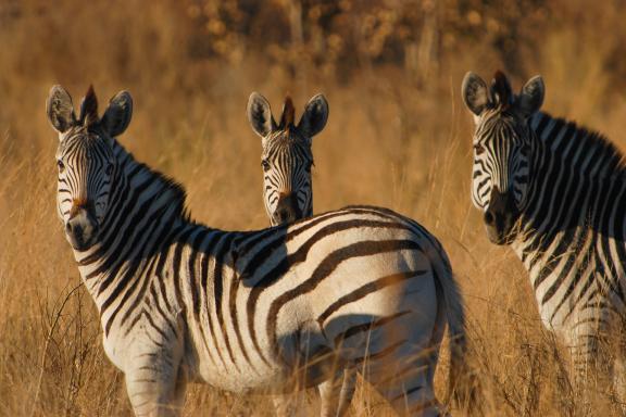 Trekking et zèbres en Afrique du sud