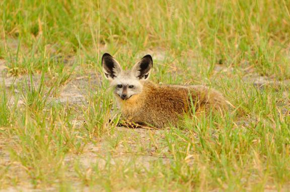 Randonnée et fennec le lon,g du fleuve Orange