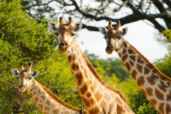 Randonnée et girafe en Afrique du sud
