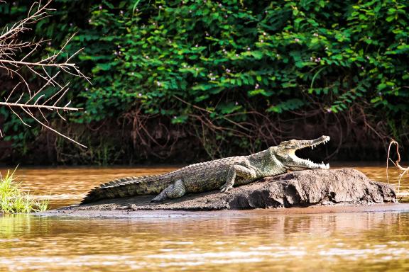 Aventure avec un crocodile au repos ur le fleuve Omo