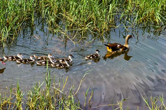 Contemplation d'une famille d'oies sur le lac Awassa