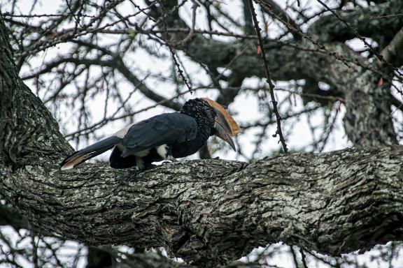 Découverte d'un calao sur un arbre dans la Vallée de l'Omo