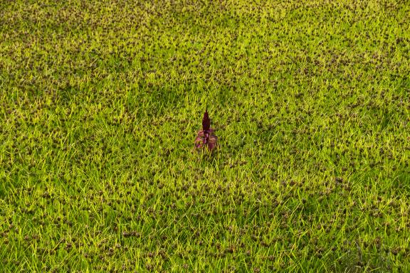 Riz rouge la région de Paro au Bhoutan