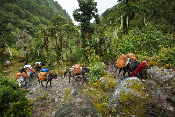 Trek entre Shana and Thangthanka dans la région de Paro pendant le trek du Jhomolari au Bhoutan