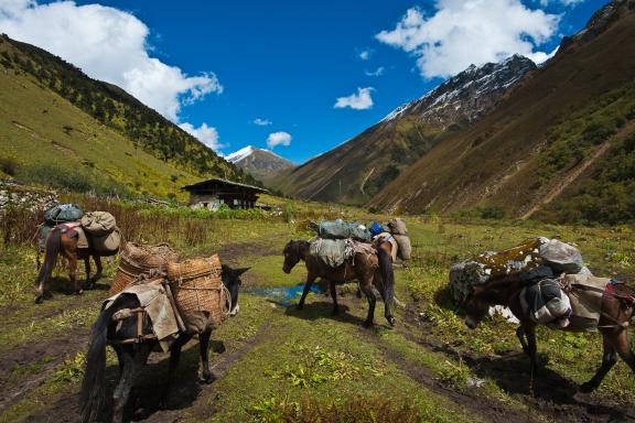 Entre Thangthanka et Jangothang pendant le trek du Jhomolari au Bhoutan