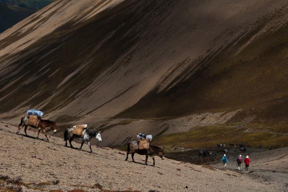 Trek entre les villages de Nyela et Lingshi à 4720 m, pendant le trek du Jhomolari au Bhoutan