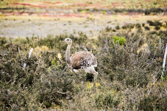 Nandu dans le parc national Torres del Paine, province de Magallanes, Patagonie, Chili