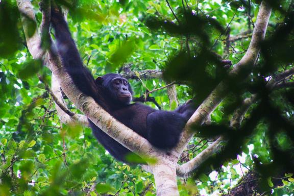 Trekking et chimpanzé à Kibale