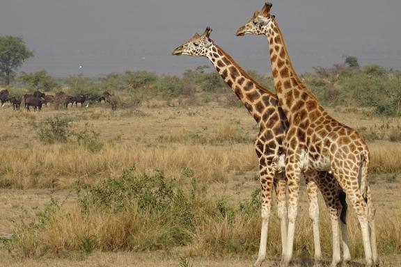 Voyage et girafe en Ouganda