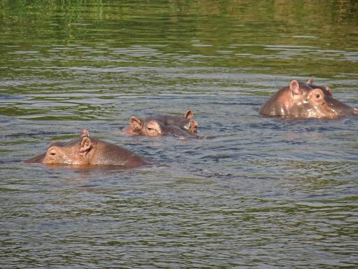 Voyage et hippopotame en Ouganda