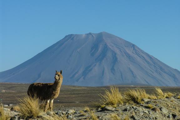 Des lamas et alpagas devant le volcan Ampato des lamas et alpagas au Pérou