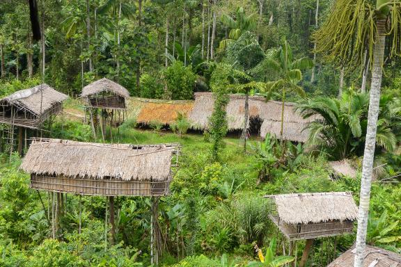 Découverte de la vue depuis une maison haut perchée chez les Korowai de Papua