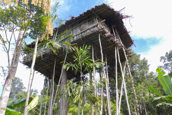 Randonnée vers une maison perchée des Korowai à travers la forêt