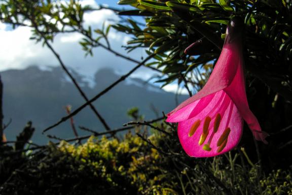 Coicopihue fleurs de Patagonie, Chili