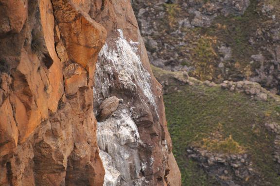 Trek  et rapace au Drakensberg