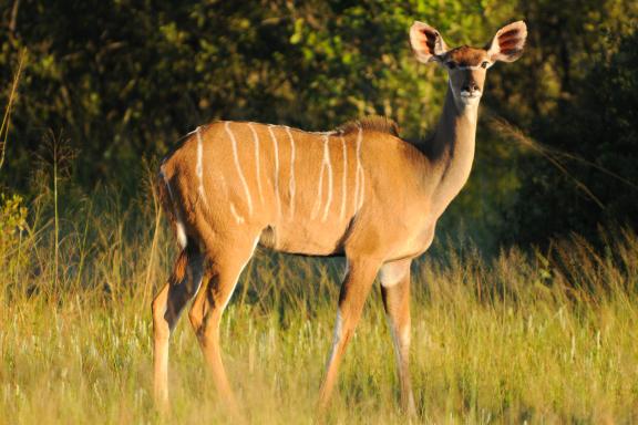Randonnée et oryx en Afrique du sud