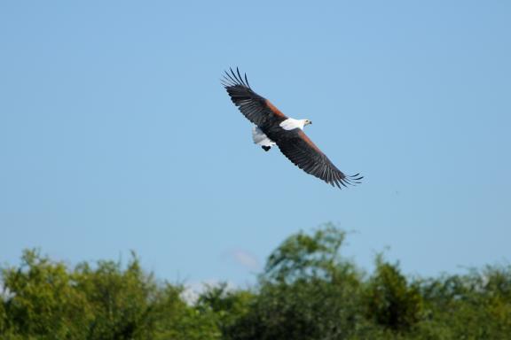 Trek et rrapace en Afrique du sud