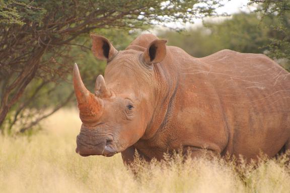 Voyage et rhinoceros blanc en Afrique du sud