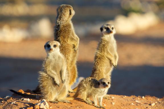 Randonnée et suricates en Afrique du sud