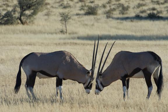 Trek et antilopes en Afrique du sud