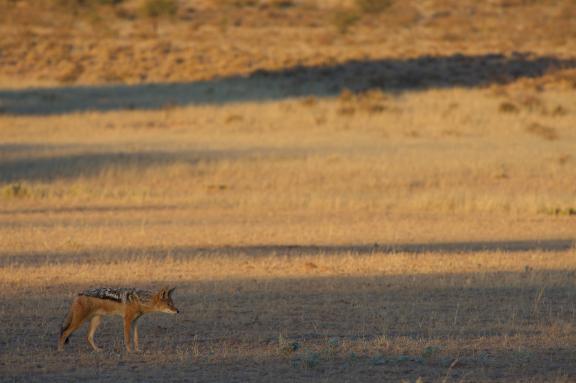 Trek et otocyon en Afrique du sud