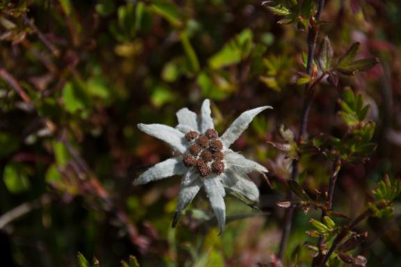 Edelweiss pendant un trek au Bhoutan