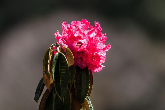 Fleur de rhododendrons pendant un trek au Bhoutan