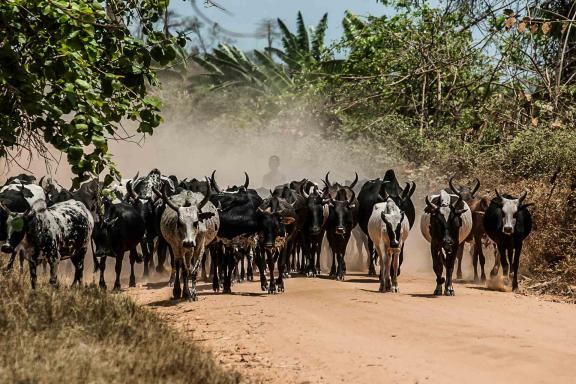 Marche avec un troupeau de zébus sur les terres malgaches