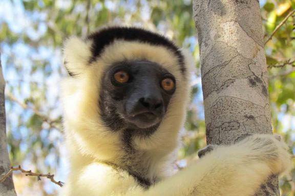 Découverte du Sifaka à diadème dans le Parc national d'Antasibé-Mantadia