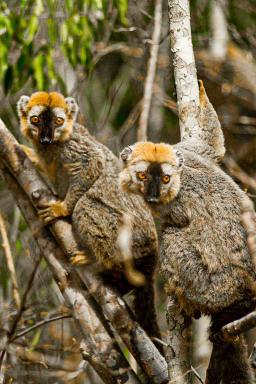 Balade vers un couple de lémuriens de Madagascar