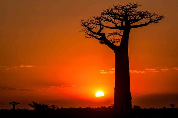 Randonnée au soleil couchant dans les savanes de l'Ile rouge