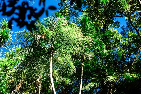 Exploration à l'ombre de la palmerair dans le Makay