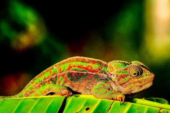 Découverte d'un merveilleux caméléon des forêts malgaches