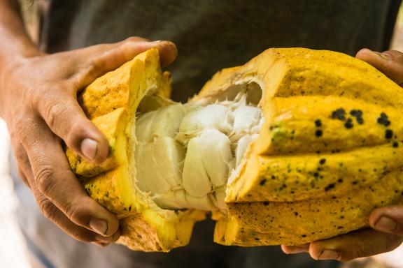 Ferme de cacao  au nord du Pérou